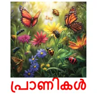 പ്രാണികൾ picture flashcards