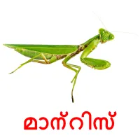 മാന്റിസ് picture flashcards