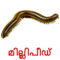 മില്ലിപീഡ് picture flashcards