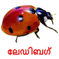 ലേഡിബഗ് picture flashcards