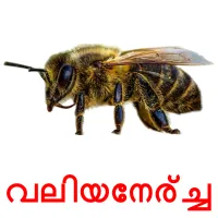 വലിയനേര്ച്ച picture flashcards