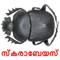 സ്കരാബേയസ് picture flashcards