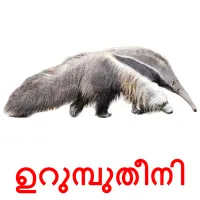 ഉറുമ്പുതീനി cartões com imagens