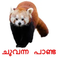 ചുവന്ന പാണ്ട cartões com imagens