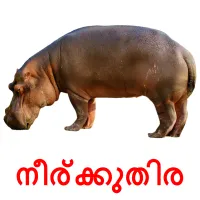 നീര്ക്കുതിര cartões com imagens