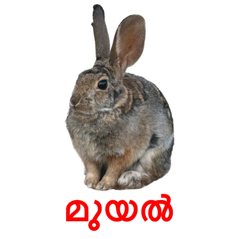 22 FREE Forest animals Flashcards PDF Malayalam Words