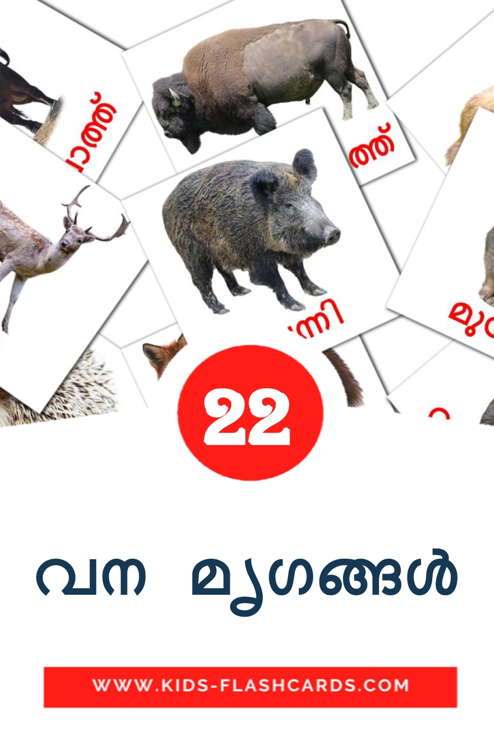22 carte illustrate di വന മൃഗങ്ങൾ per la scuola materna in malayalam