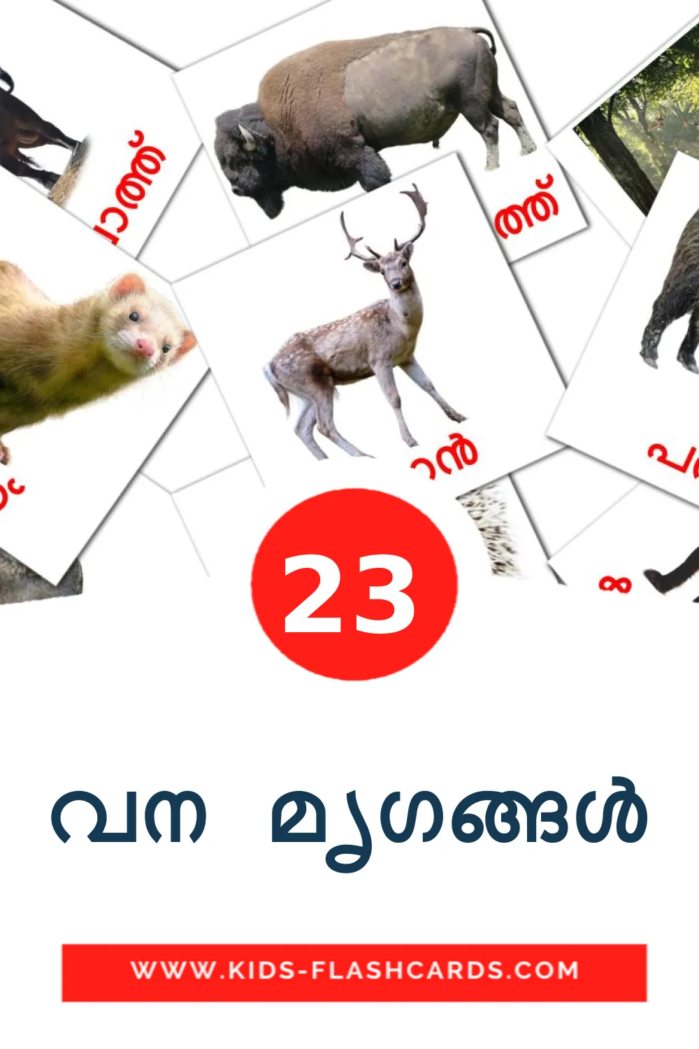 23 Cartões com Imagens de വന മൃഗങ്ങൾ para Jardim de Infância em malayalam