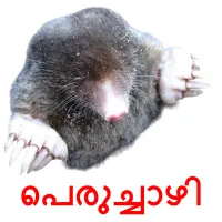 പെരുച്ചാഴി cartões com imagens