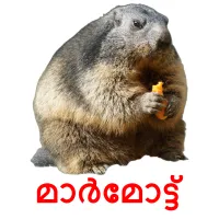 മാർമോട്ട് cartões com imagens