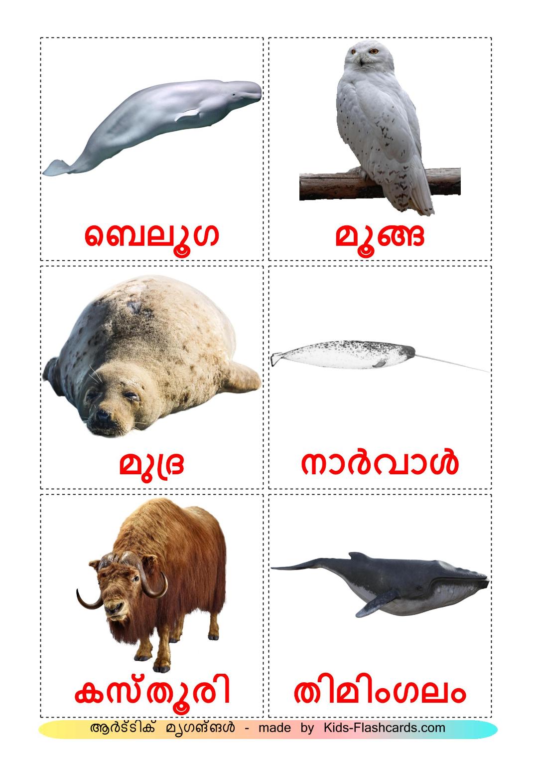 Animali artici - 14 flashcards malayalam stampabili gratuitamente