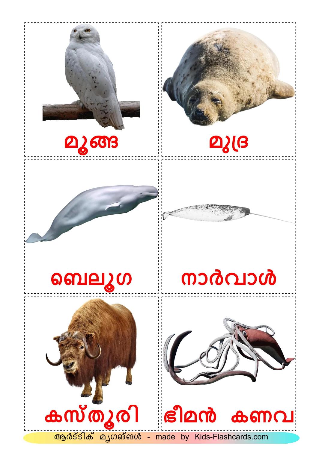 Arctic animals - 15 Free Printable malayalam Flashcards 