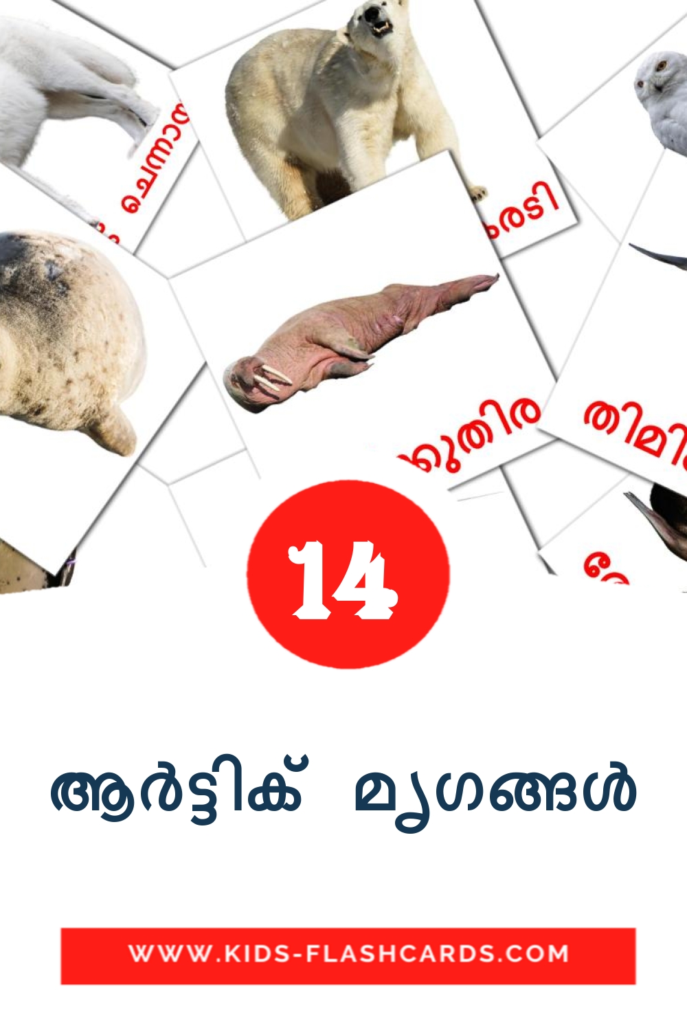 14 carte illustrate di ആർട്ടിക് മൃഗങ്ങൾ per la scuola materna in malayalam