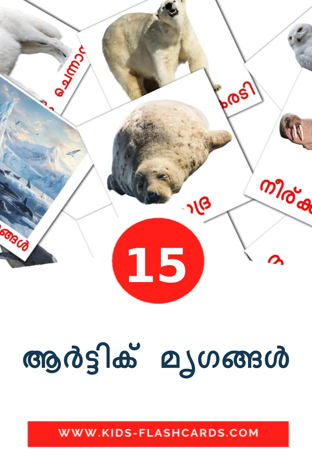 15 ആർട്ടിക് മൃഗങ്ങൾ Picture Cards for Kindergarden in malayalam