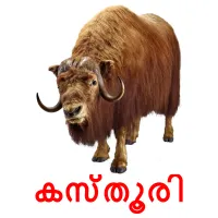 കസ്തൂരി picture flashcards