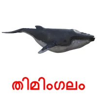 തിമിംഗലം picture flashcards