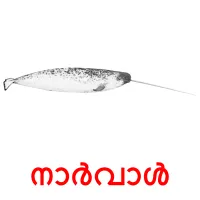 നാർവാൾ picture flashcards