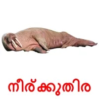 നീര്ക്കുതിര picture flashcards