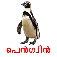 പെൻഗ്വിൻ picture flashcards