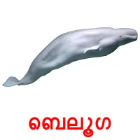 ബെലൂഗ picture flashcards