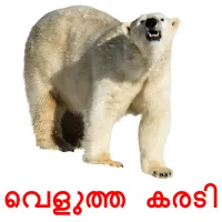 വെളുത്ത കരടി picture flashcards