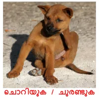 ചൊറിയുക / ചുരണ്ടുക flashcards illustrate