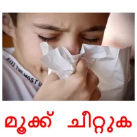 മൂക്ക് ചീറ്റുക flashcards illustrate