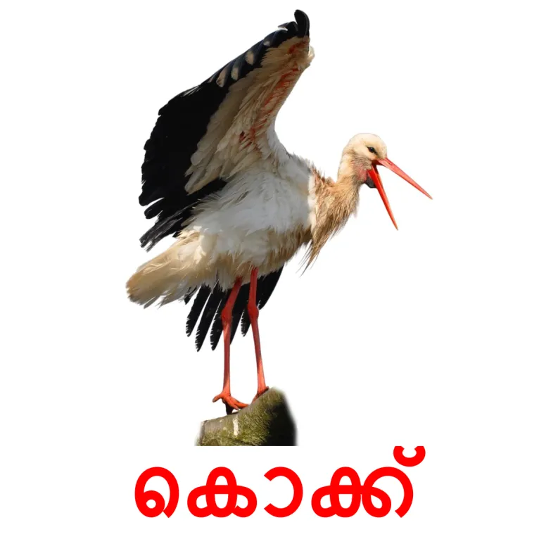 18 FREE Wild birds Flashcards PDF Malayalam Words