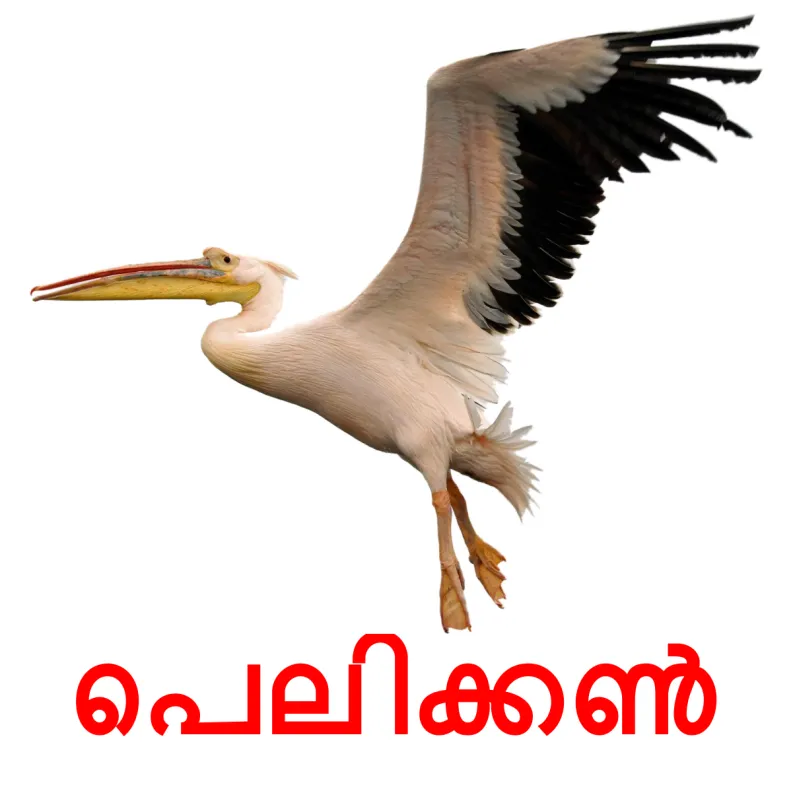 18 FREE Wild birds Flashcards PDF Malayalam Words