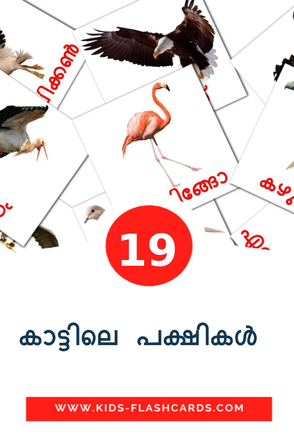 19 കാട്ടിലെ പക്ഷികൾ  Picture Cards for Kindergarden in malayalam