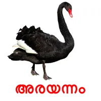 അരയന്നം picture flashcards