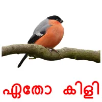 ഏതോ കിളി picture flashcards