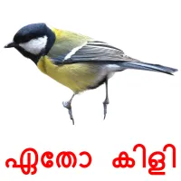 ഏതോ കിളി picture flashcards