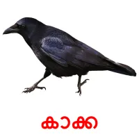 കാക്ക picture flashcards