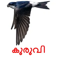 കുരുവി picture flashcards