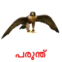 പരുന്ത് picture flashcards