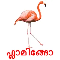 ഫ്ലാമിങ്ങോ picture flashcards