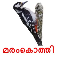 മരംകൊത്തി picture flashcards