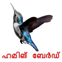 ഹമിങ് ബേർഡ് picture flashcards