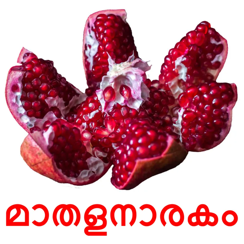 20 FREE Fruits Flashcards PDF Malayalam Words