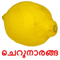 ചെറുനാരങ്ങ flashcards illustrate