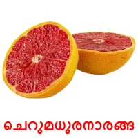 ചെറുമധുരനാരങ്ങ flashcards illustrate