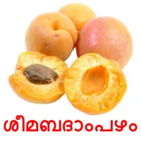 ശീമബദാംപഴം flashcards illustrate