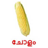 ചോളം picture flashcards