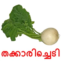 തക്കാരിച്ചെടി picture flashcards