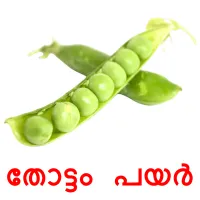 തോട്ടം പയർ picture flashcards