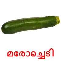 മരോച്ചെടി picture flashcards