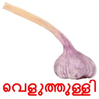 വെളുത്തുള്ളി picture flashcards