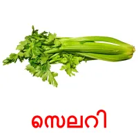 സെലറി picture flashcards