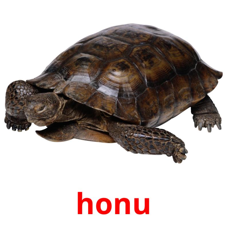 honu picture flashcards